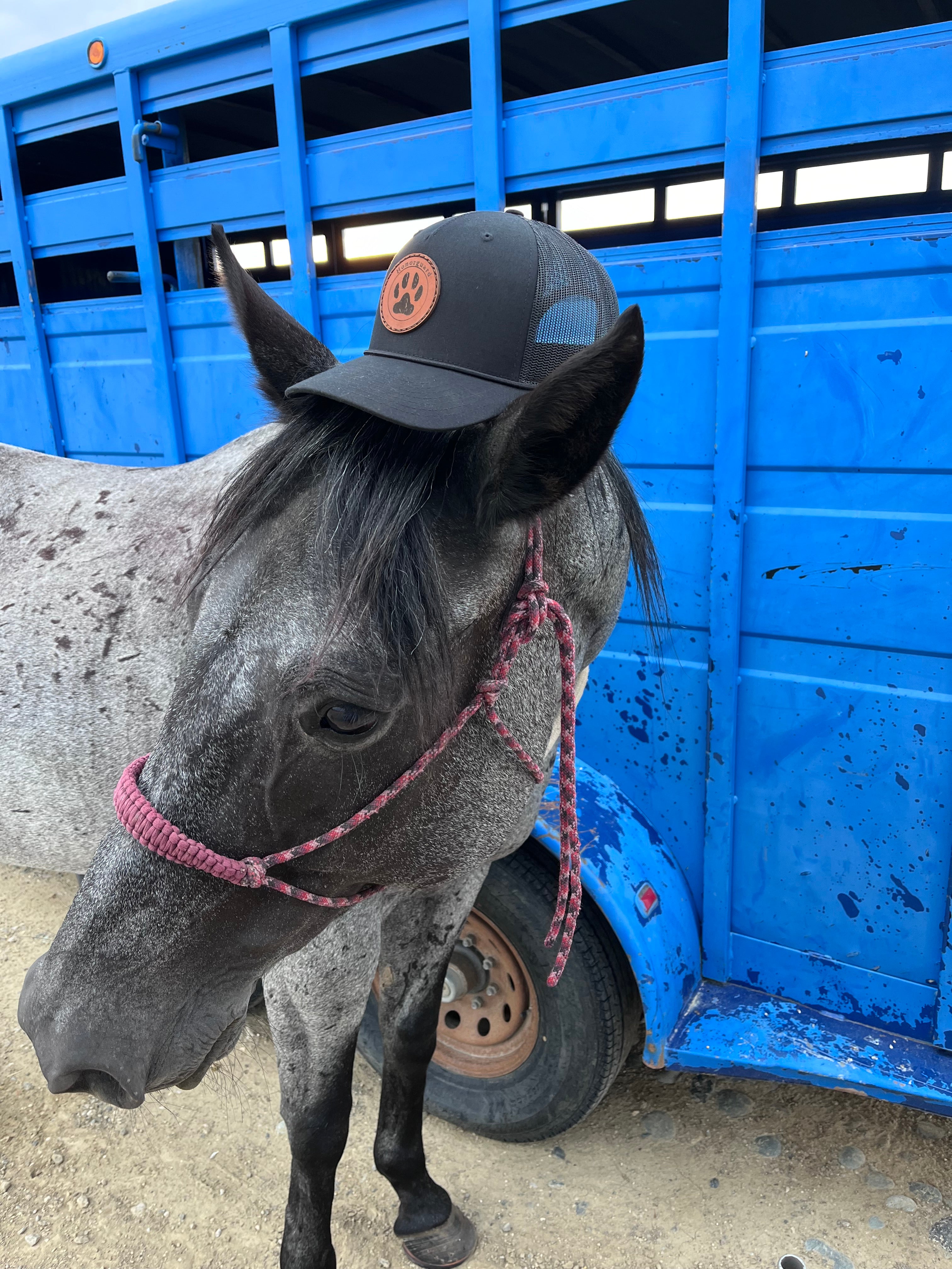 Specialty hat sits atop horse that drinks specialty coffee fresh roasted