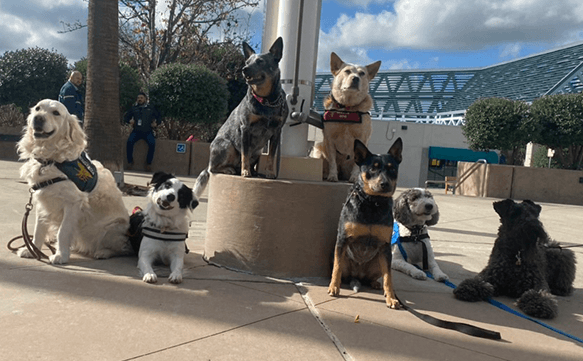 Service dogs lined up, sitting and laying down.