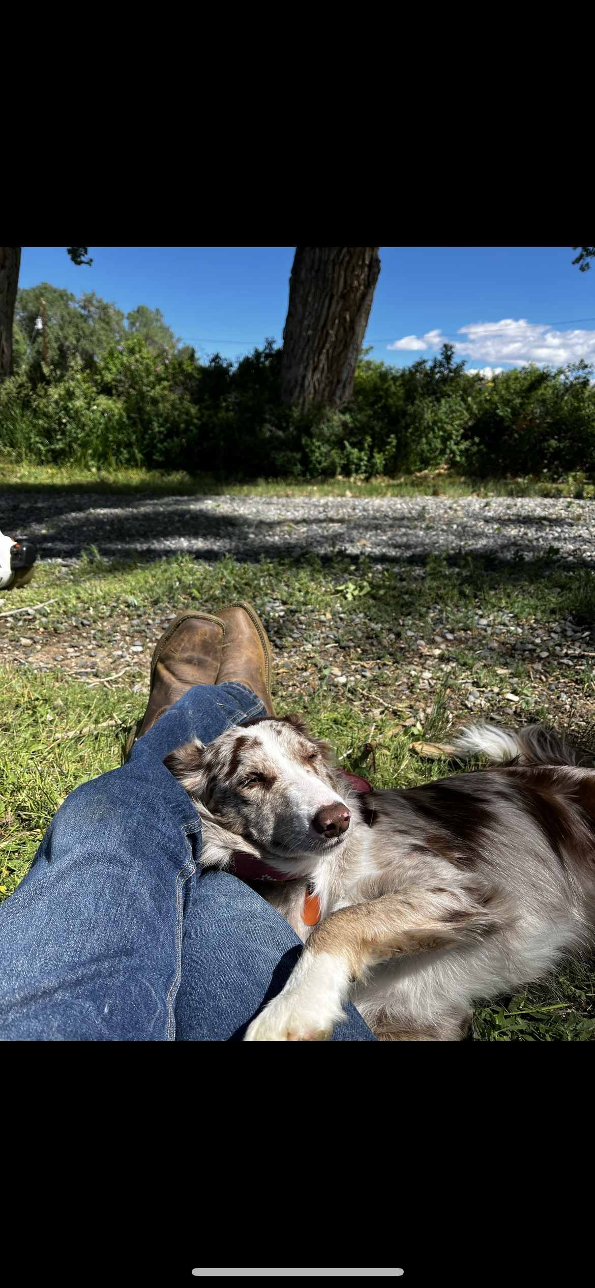 Sweet sunny border collie dog for veteran john supported with herbal tea specialty coffee & tea