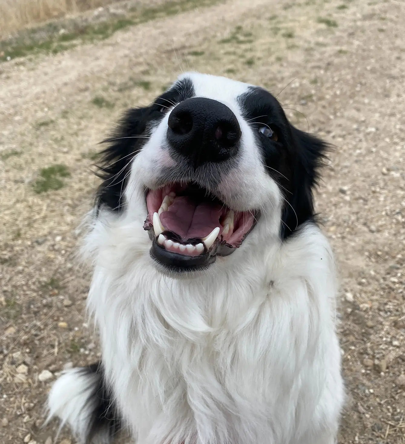 Venus supports her veteran steven. Beautiful smiling border collie